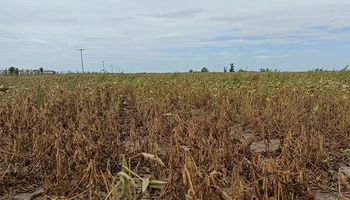 Soja: se espera un rendimiento de 14 qq/ha y la zona núcleo cosechará un 20 % de la producción estimada