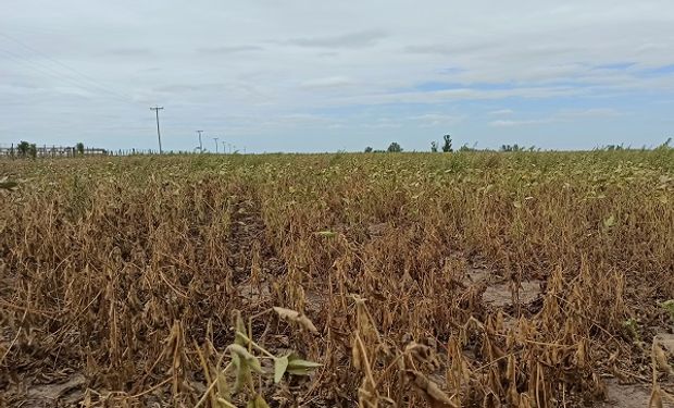 Soja: se espera un rendimiento de 14 qq/ha y la zona núcleo cosechará un 20 % de la producción estimada
