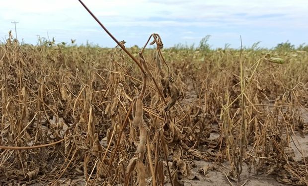 Sequía: Santa Fe y Buenos Aires prorrogaron las emergencias agropecuarias