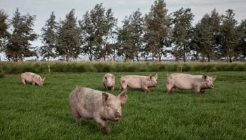 Día de la Porcicultura: por qué se celebra el 14 de junio
