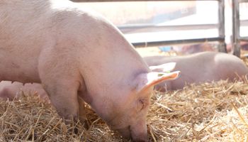 Producción porcina: oficializan a los beneficiarios que cobrarán hasta 8 millones de pesos