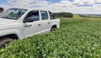 La nueva genética que busca subirse al podio de las marcas líderes en soja: llegan al encuentro cumbre de la agricultura