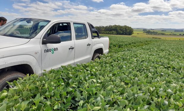 La nueva genética que busca subirse al podio de las marcas líderes en soja: llegan al encuentro cumbre de la agricultura