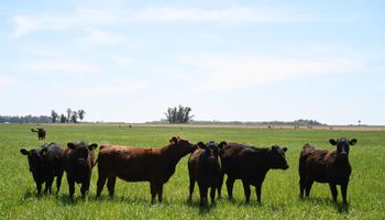 Cambio de estrategia en la vacunación contra la fiebre aftosa: presentaron el calendario 2026