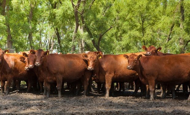 Ántrax: detectan animales infectados y un alto funcionario del Senasa reclamó la inclusión de la vacuna en el plan sanitario