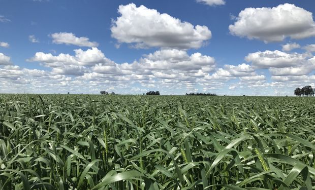 El estado de regular a malo alcanza un 35 % en el trigo, mientras que el maíz tardío gana superficie para la próxima campaña