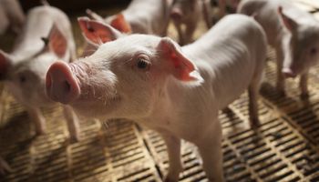 Cerveza y cerdos: la hez de malta, una alternativa para la alimentación de animales