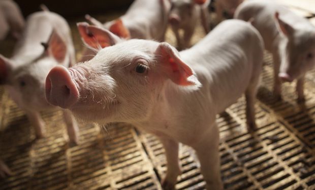 Cerveza y cerdos: la hez de malta, una alternativa para la alimentación de animales