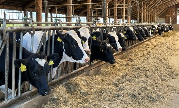Massagem em vacas eleva produção de leite