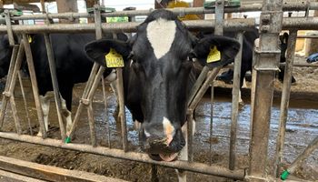 Gado de leite: saiba diferenciar a mastite ambiental e a contagiosa