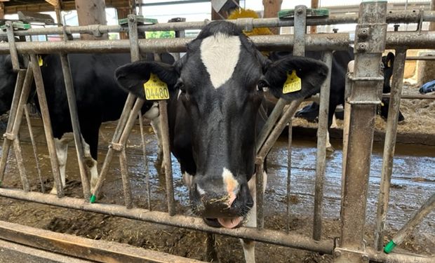 Vaca leiteira em produção orgânica na Dinamarca. (foto - Daniel Azevedo)