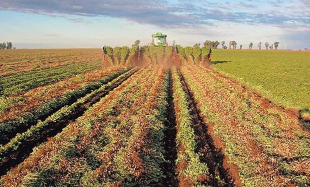 La cosecha de maní crecería 4,8%