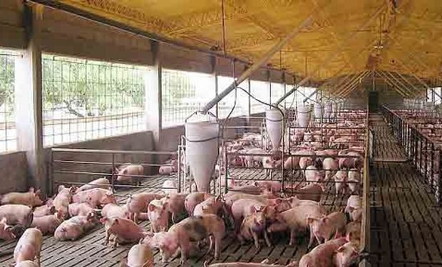Buscan subir producción de carne porcina y aviar