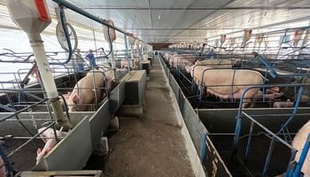 Rabobank aponta mercado global de carne suína pressionado no 1º tri de 2023