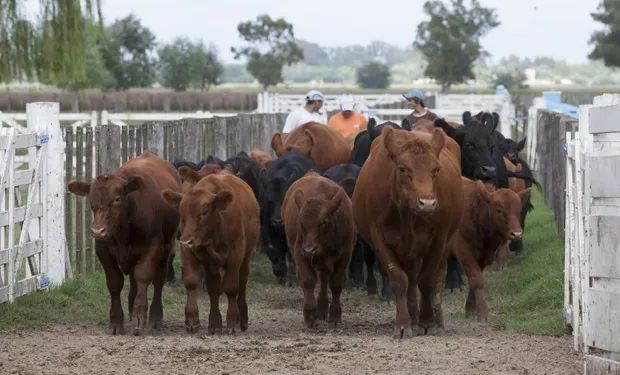 Brucelosis bovina: menos del 1 % del ganado dio positivo tras controlar más de 2700 establecimientos