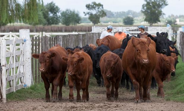 Prorrogan por cuatro años el plan contra la brucelosis bovina 