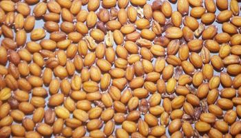 Regalan semillas y te compran la cosecha sin competir contra la soja y el maíz: el plan de LDC en Argentina