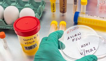 Vírus atual da gripe aviária é mais transmissível e resistente