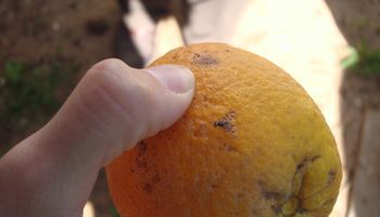 Emergencia fitosanitaria: detectan un brote de la mosca de los frutos y suspenden las exportaciones 