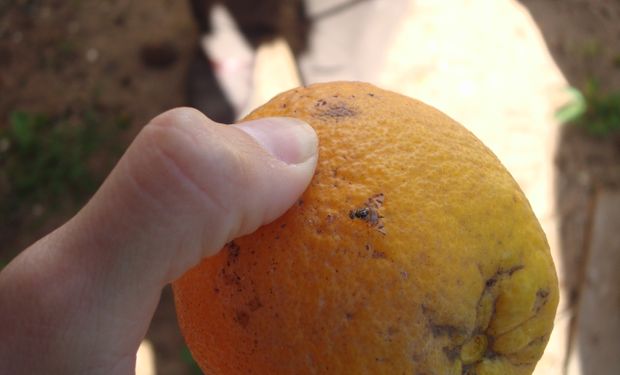 Emergencia fitosanitaria: detectan un brote de la mosca de los frutos y suspenden las exportaciones 