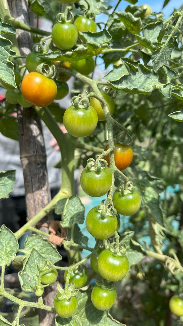 tomate huerta