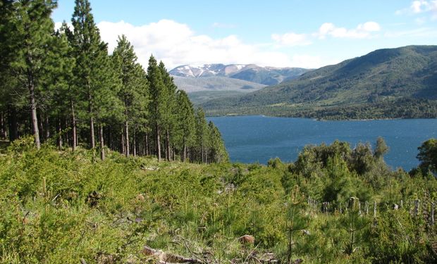 Austin estudia el funcionamiento de los ecosistemas terrestres de la Patagonia y la forma en que la actividad humana lo altera.