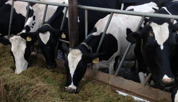 Nueva Zelanda promueve el intercambio lechero con Argentina