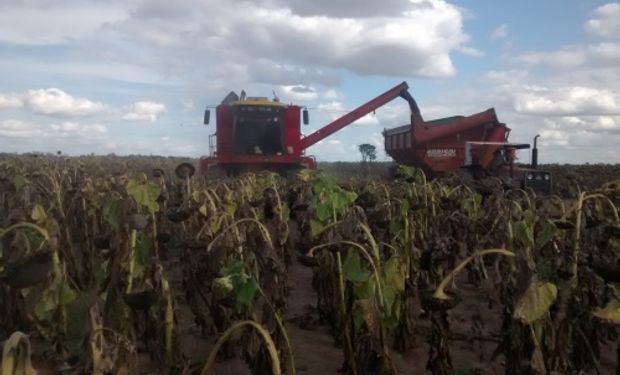 Productores de Chaco enfrentaron algunos inconvenientes en el arranque de la cosecha de girasol: la respuesta de la AFIP.