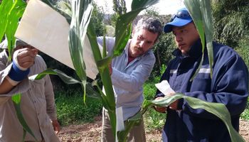 Dos facultades de la UBA al rescate de maíces nativos de Jujuy