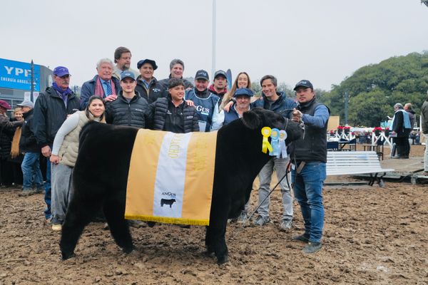 campeones angus
