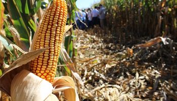 Recomendaciones para una correcta estrategia de manejo nutricional en maíz