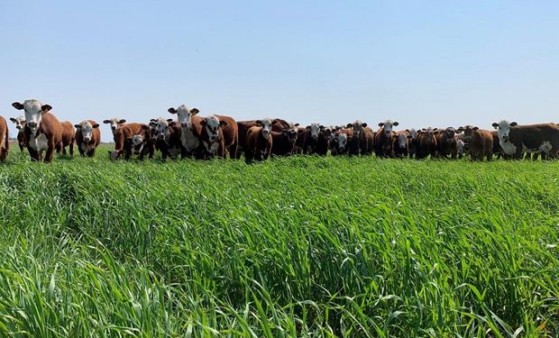 Los ensayos demuestran una buena productividad del sistema ganadero en escenarios que triplican la carga animal por hectárea utilizada en la zona.