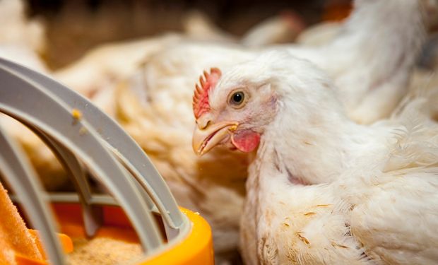 Gripe aviar: suspenden las exportaciones de productos aviares tras confirmarse el primer caso positivo en aves comerciales