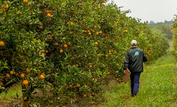 Entre Ríos monitoreará 22 mil hectáreas de cítricos para prevenir el HLB