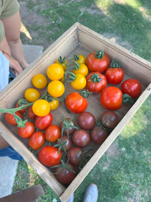 tomates unr