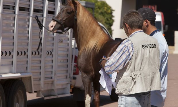 El equino, proveniente de Entre Ríos, fue diagnosticado positivo a la enfermedad el jueves pasado.
