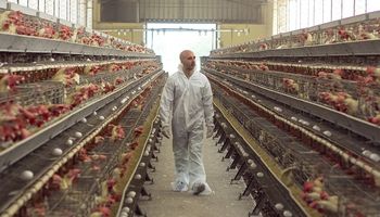 Avicultura: extreman medidas sanitarias por un foco de influenza aviar en Chile