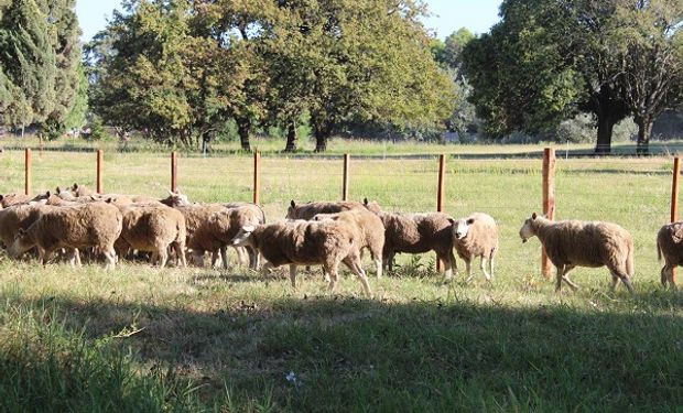 Santa Fe dispuso créditos de hasta $ 500.000 para el desarrollo de la actividad ovina 