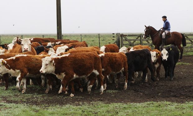 El año 2024 confirmó lo que se sospechaba de la producción de carne bovina: la receta para crecer en 100 mil toneladas