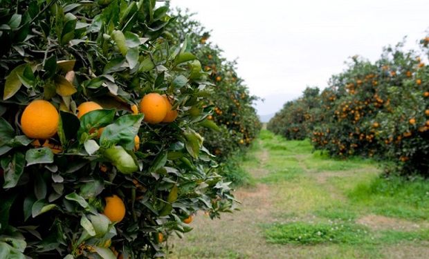 Corrientes liberó más de 4 mil avispas para combatir el HLB, enfermedad que daña a los cítricos