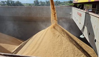Governo Federal compra mais de 260 mil toneladas de arroz para estoques públicos