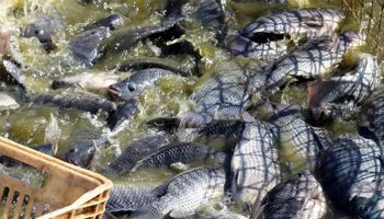 Paraná cria taxa sobre tilápia importada; Santa Catarina mantém veto sanitário