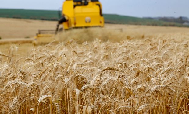 Com estoques domésticos confortáveis, pesquisadores do Cepea explicam que empresas domésticas iniciam 2026 sem uma forte presença no mercado interno. (Foto: Gilson Abreu/AEN)