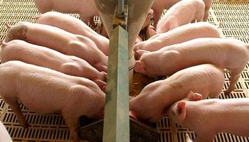 ¿Acuerdo entre privados por la importación de carne de cerdo?