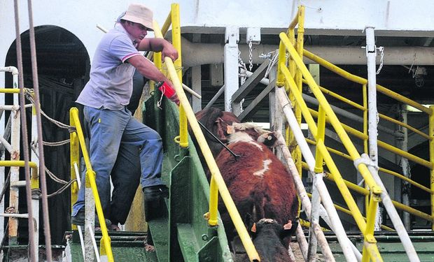 Embarque de ganado en pie en el Puerto de Montevideo.