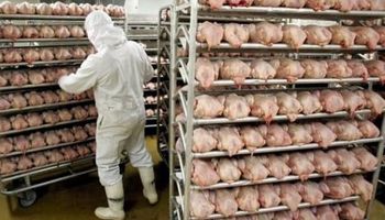 Uruguay importa pollos desde Brasil para bajar el precio