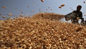 Brasil busca importar trigo sin aranceles fuera del Mercosur
