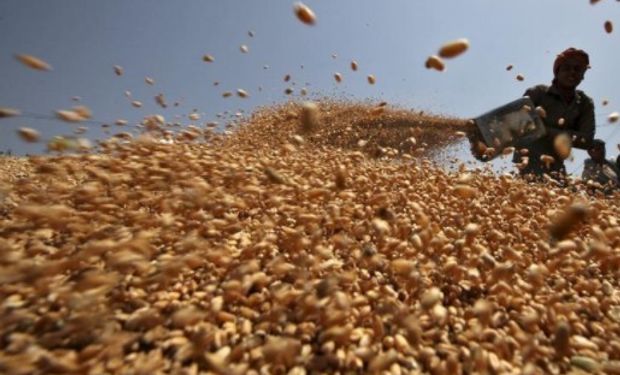 No prevén un impacto importante para el cereal argentino por la eventual apertura sin aranceles para el trigo de otros mercados.