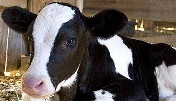 Insisten en la importancia de la guachera para producir más leche