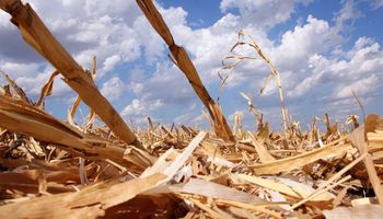 Advierten la importancia del maíz para el ambiente